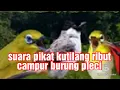 Download Lagu suara pikat kutilang ribut kombinasi pleci ribut