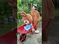 Download Lagu Bang Becak Rodane Ono Telu #funny #shorts