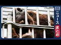 Download Lagu 【要警戒】市街地で猟銃使用可能に クマ被害相次ぎ規制緩和／自宅敷地内にクマ侵入　飼っていた鳥「食べられた」【最新ニュースまとめ】(2025年8月31日～9月7日) ANN/テレ朝