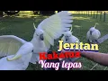 Download Lagu Pancingan burung kakatua yang lepas//langsung nyaut