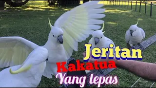 Download Pancingan burung kakatua yang lepas//langsung nyaut MP3