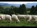 Download Lagu Music4Relax - Fujara - Sounds of Poľana - Zvuky Poľany (MUSIC ONLY)
