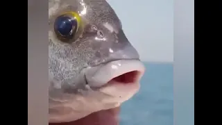 علاوي حبيب قلبي ابو حسين دندنها