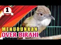 Download Lagu CARA MENURUNKAN OVER BIRAHI BURUNG CUCAK JENGGOT