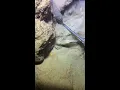 LIVE🔴-I catching seafood on the seafloor. Look what I caught.-Z921-2#fishing #ocean #deepsea #beach