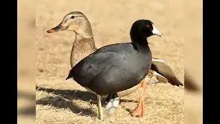 صوت الخضيري جوشم مصو حذاف 
