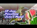 Download Lagu 10 Jam Suara Pijantung [untuk masteran burung kesayangan anda]