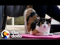 Download Lagu Stray Cat Kept Showing Up At Woman’s Door Insisting On Being Apart Of The Family | The Dodo