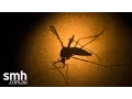 Download Lagu What is Zika virus?