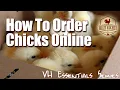 VH Essential Tips - How to Order Day Old Chicks Online