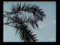 البمبرة. خالد الشيخ