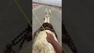 التنين Donkey Shorts الاحساء السعودية 