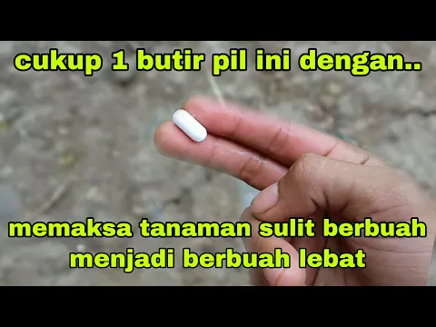 Download MP3 cukup 1 butir pil ini dengan || memaksa tanaman sulit berbuah langsung belajar berbunga dan berbuah