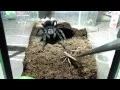 Tarantula feeding 3