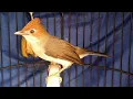 Download Lagu Untuk Masteran | Burung Yuhina Gacor