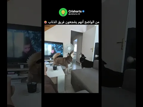 من الواضح أنهم يشجعون فريق الذئاب 😂🐺#shorts