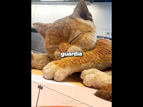 ¡Este Gato Gigante Protege el Centro Comercial! 😸❤️