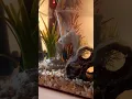 10 litre sea monkey tank