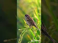 Download Lagu Burung Pipit Makan Padi di Sawah | Lucu dan Ceria! 🐦🌾