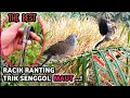 Download Lagu CARA JITU PASANG RACIK DI RANTING / PELEPAH