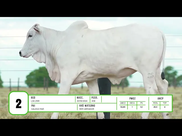 Novilha Nelore LSA - 2169