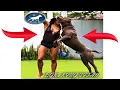 Biggest Pitbulls for sale Best XL American Bully BGKS King titan
