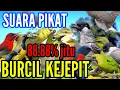 Download Lagu suara pikat BURCIL kejepit || suara pikat burung kecil paling ampuh