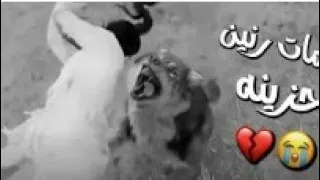 اجمل نغمة رنين يبحث عنها الجميع   نغمات حزينه  حالات واتس خواطر نغمات رنين للجوال نغمات رنين تركيه دندنها