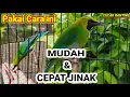 Download Lagu Tips Menjinakan Burung Cucak Ranting Cepat \u0026 Mudah !!