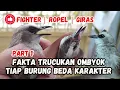 Download Lagu FAKTA BURUNG TRUCUKAN OMBYOKAN, PEMULA WAJIB TAHU❗beda burung beda karakter, part 1