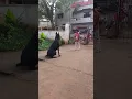 Download Lagu That's how my doberman listens to her command  #doberman #dobermaninindia @dobandlabworld