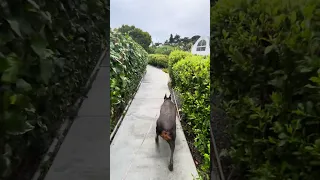 #fyp #dream #doberman #pets #youtube