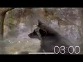 3 Minute Timer - Animals Soft Background Music