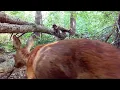 1 Hour of Peaceful European Forest Wildlife 🦌 | Deer, Birds & Natural Sounds (No Music)