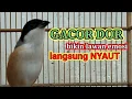 Lagu MUJARAB ! pancingan cendet stres macet bunyi AMPUH untuk terapi cendet malas bunyi