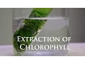 Extraction and Fluorescence of Chlorophyll