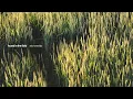 SEU Worship, Caylie Bryant, Kenzie Walker - I AM (Live Visualizer Video)