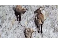 Download Lagu Amazing Footage: Goats Climbing on a Near-Vertical Dam | National Geographic