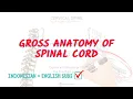 Spinal Nerves and Plexus Overview Neuroaholics