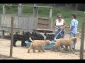 FAMILY AFFAIR STANDARD POODLES VIRTUAL TOUR