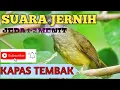 Download Lagu MASTERAN MURAI BATU SUARA KAPAS TEMBAK JEDA 1-2 MENIT
