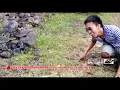 Lagu Menjinakkan Ular Cobra dari Alam LIAR