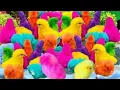 Download Lagu Colorful Chickens, World Cute Chickens, Rainbows Chickens, Cute Cat, Rabbit, Cute Animals #397