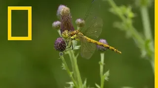بريطانيا البرية العوالم المائية ناشونال جيوغرافيك أبوظبي 