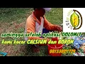 Lagu Seminggu setelah Pemberian DOLOMIT, Kita Berikan Calsium dan Boron❗❗ (@dewaneduren)