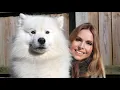 THE SAMOYED DOG - EVERYTHING ABOUT THE BREED Animal Watch