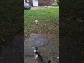 Download Lagu STREET CATS-Žuta Šarenka stigla gladna da nešto pojede.!!!