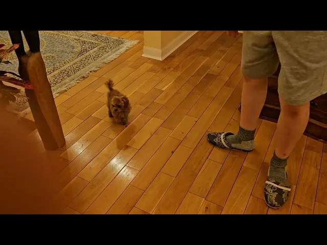 動画