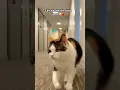 Download Lagu Apple bottom jeans| boots with the fur 😍 #elie #music #song #cat #jeans #shawty #eliethehallwaycat