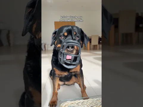 it looks SO pretty 🥹✨ ​⁠@nalatheneedyrottie #rottweiler #bedazzle #muzzle #dog #reactivedog